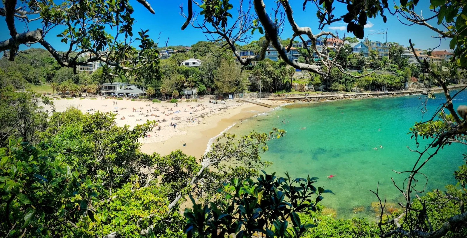 Shelly Beach and Cabbage Tree Bay in Manly, framed by fig trees