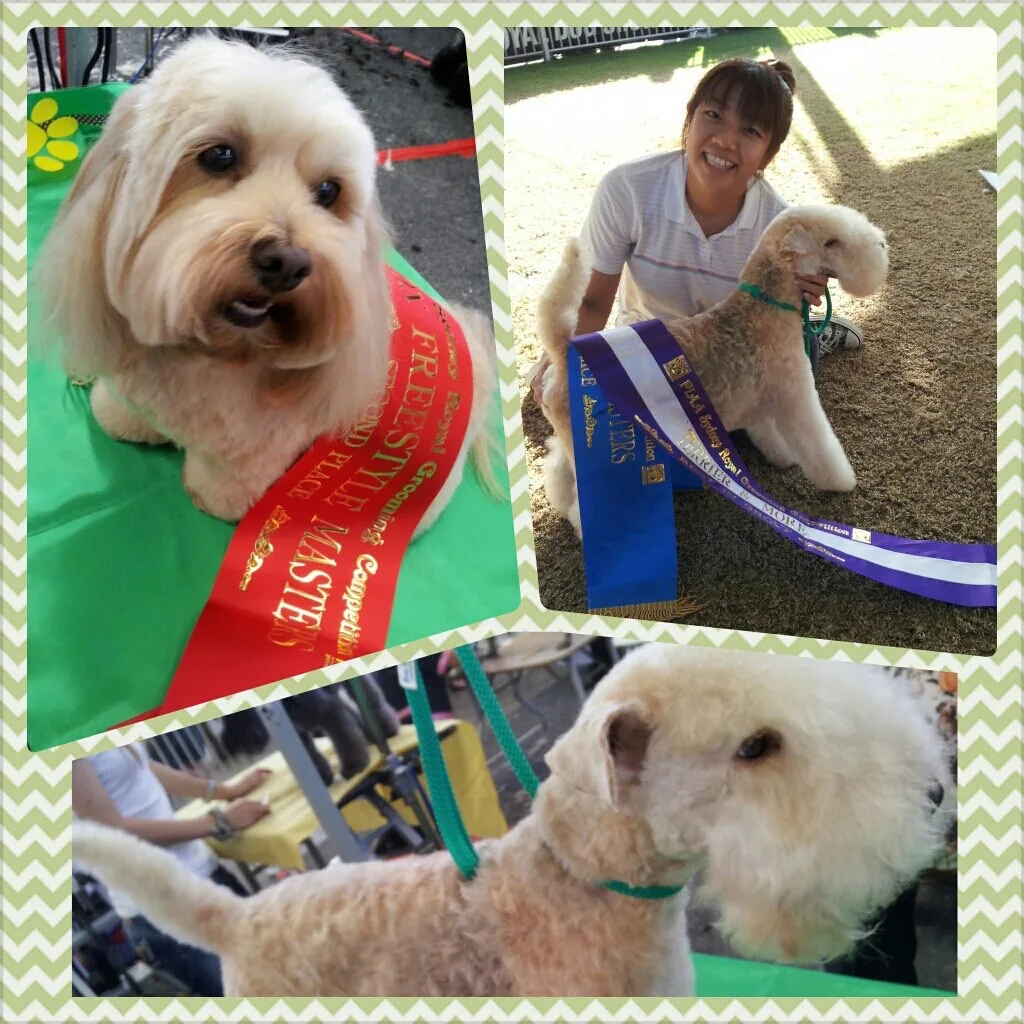 Collage of ribbon wins including a Freestyle Masters sash, 2013