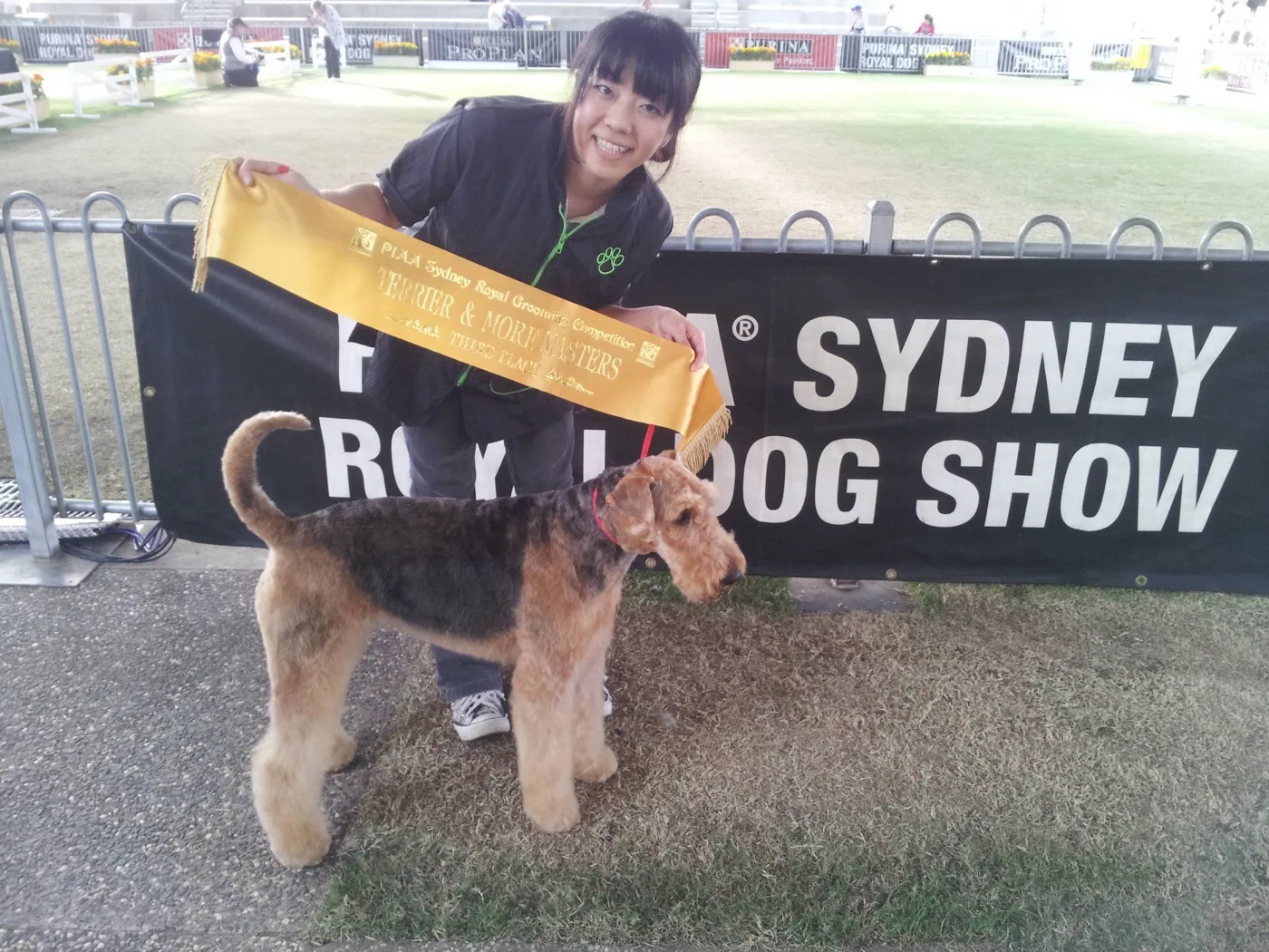 Sayaka holding a gold Terrier and More Masters sash behind an airedale terrier at the Sydney Royal Dog Show