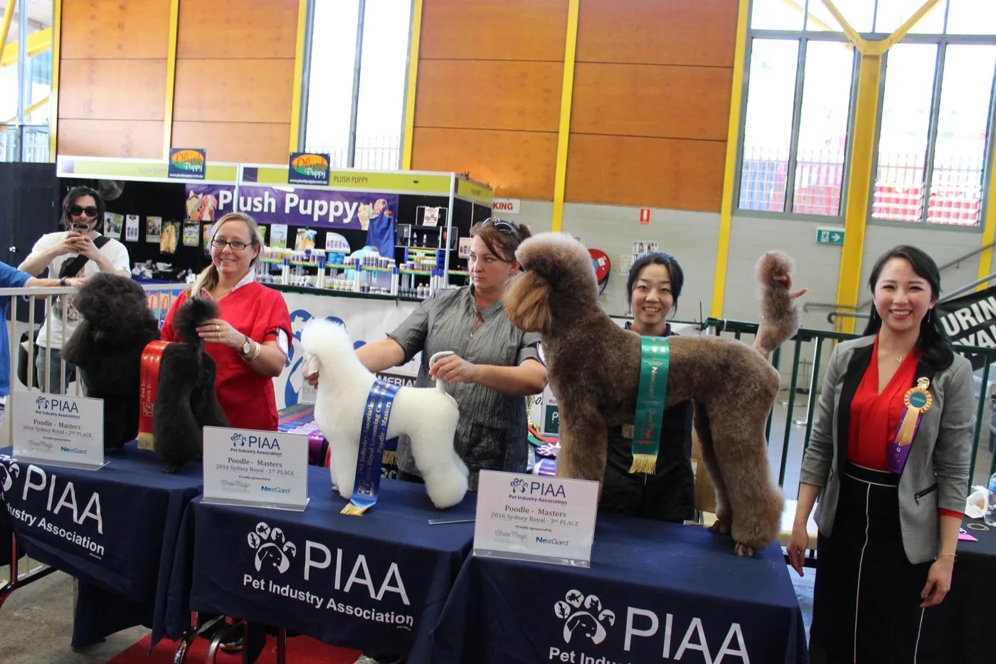 Competition lineup of groomed standard poodles at the PIAA tables, 2016