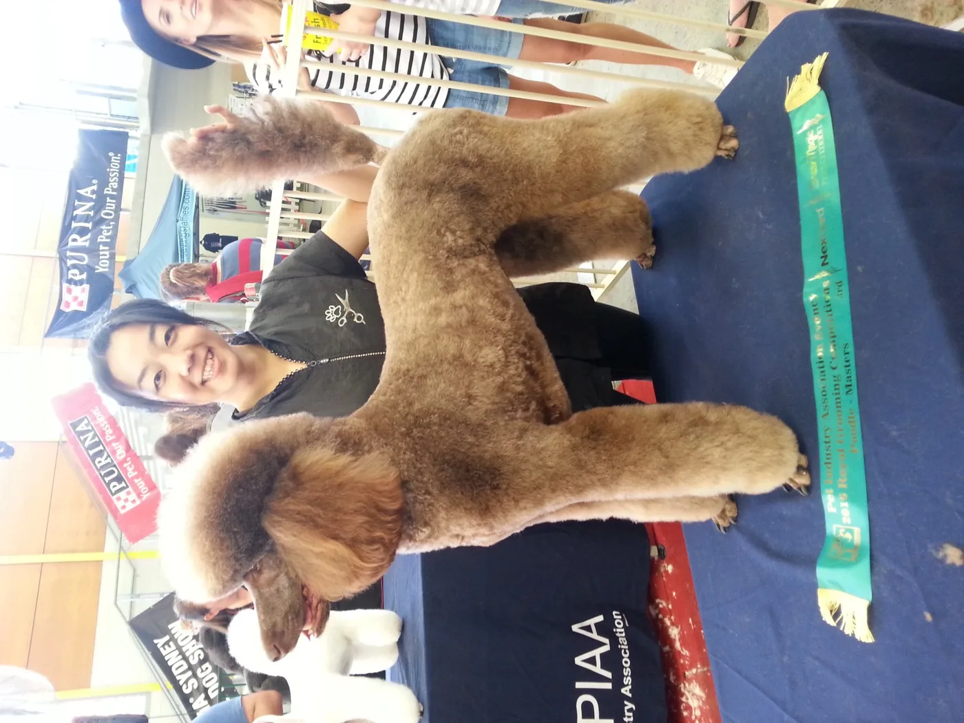 Sayaka with a brown standard poodle in show trim and its ribbon, 2016
