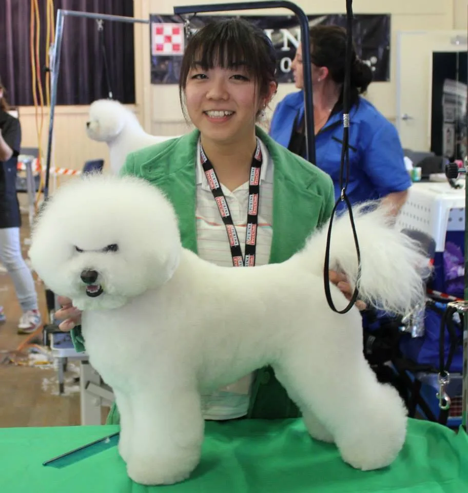 Sayaka with an immaculately scissored bichon frise on the grooming table