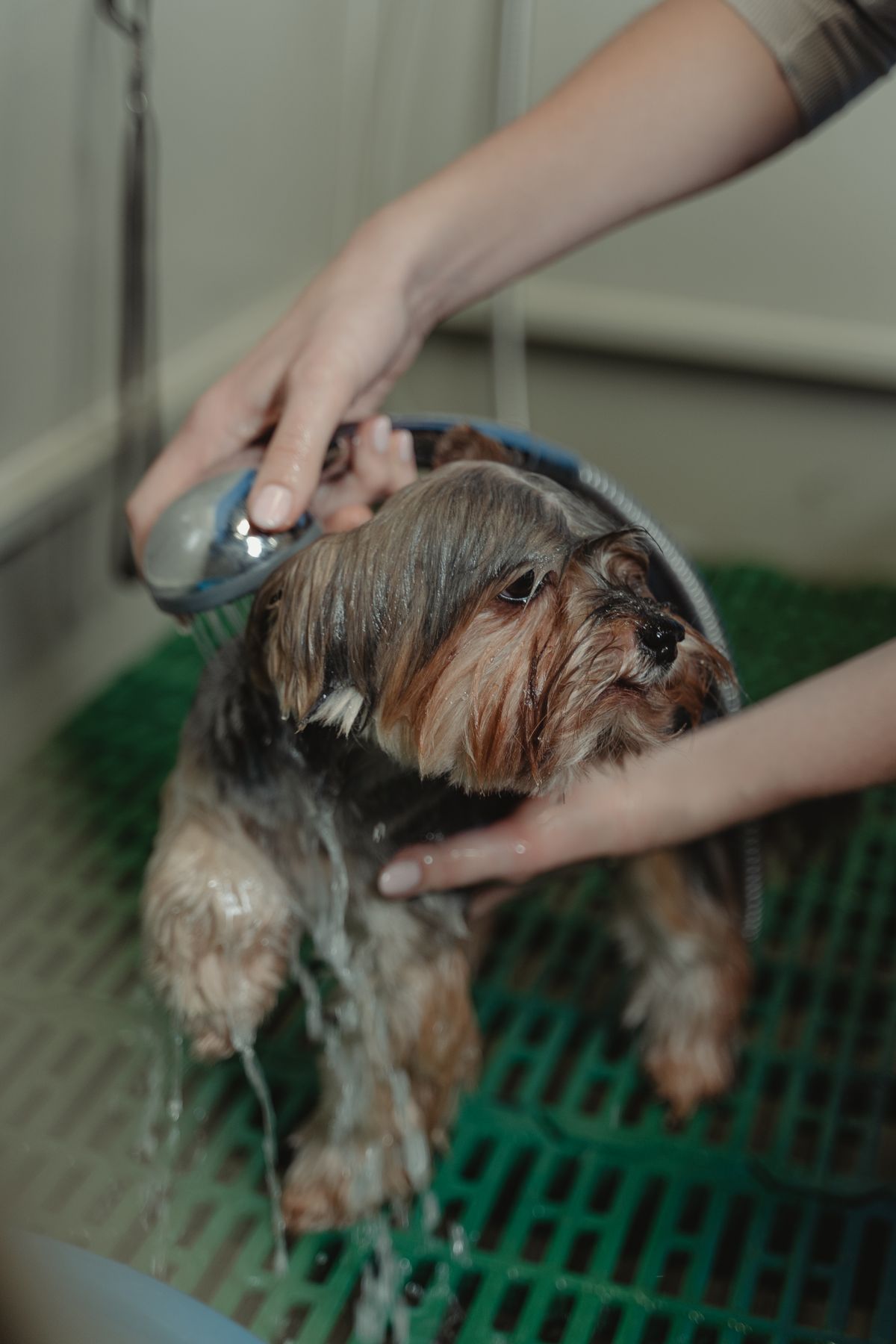 Yorkshire terrier being bathed before grooming