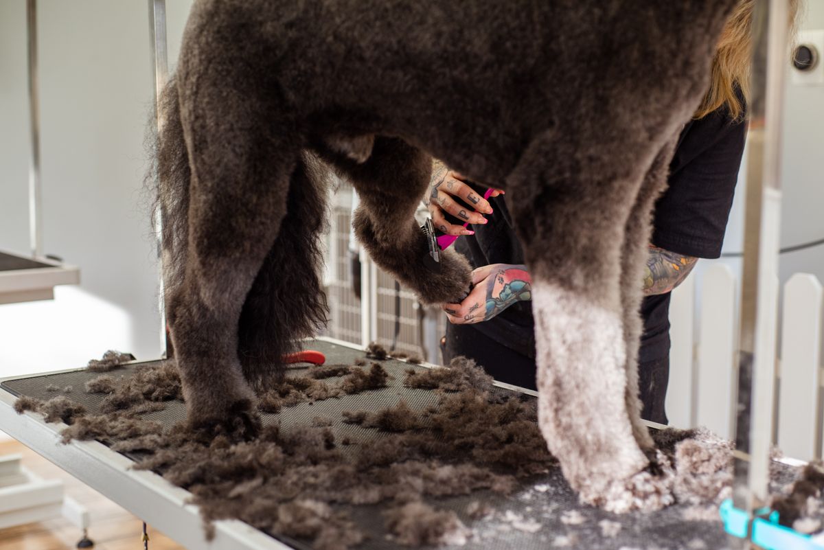 Groomer trimming a poodle's paw fur