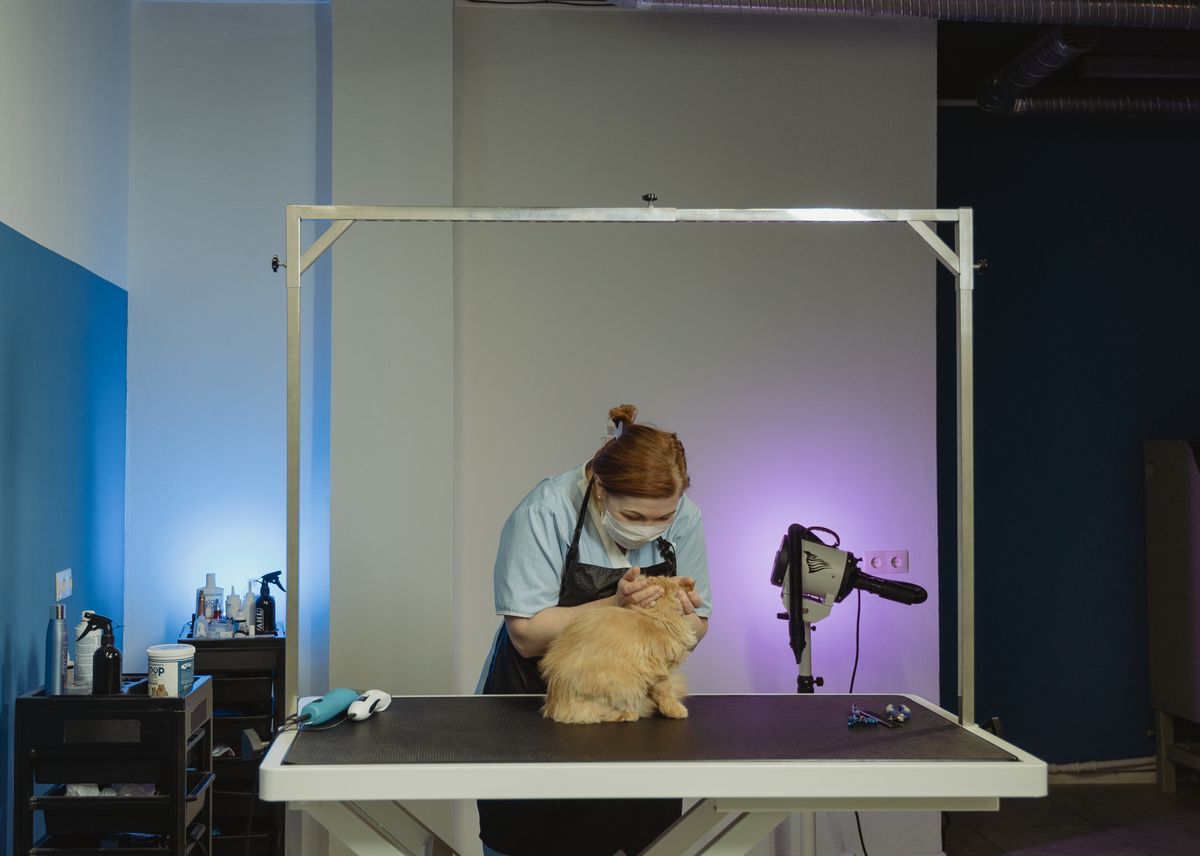 Cat mid-groom on the salon table