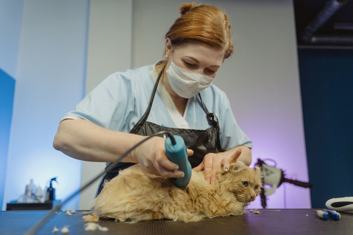 Cat having its coat clipped