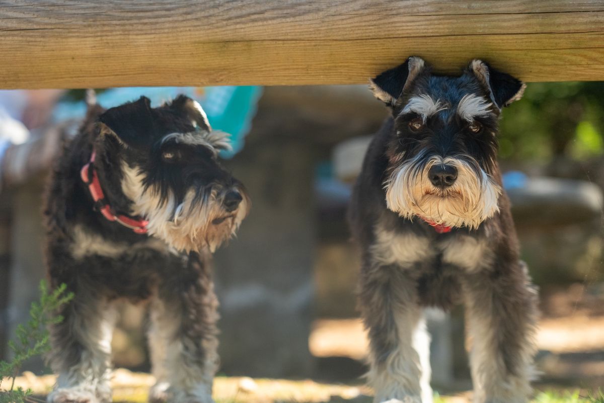Two schnauzers with neatly trimmed beards