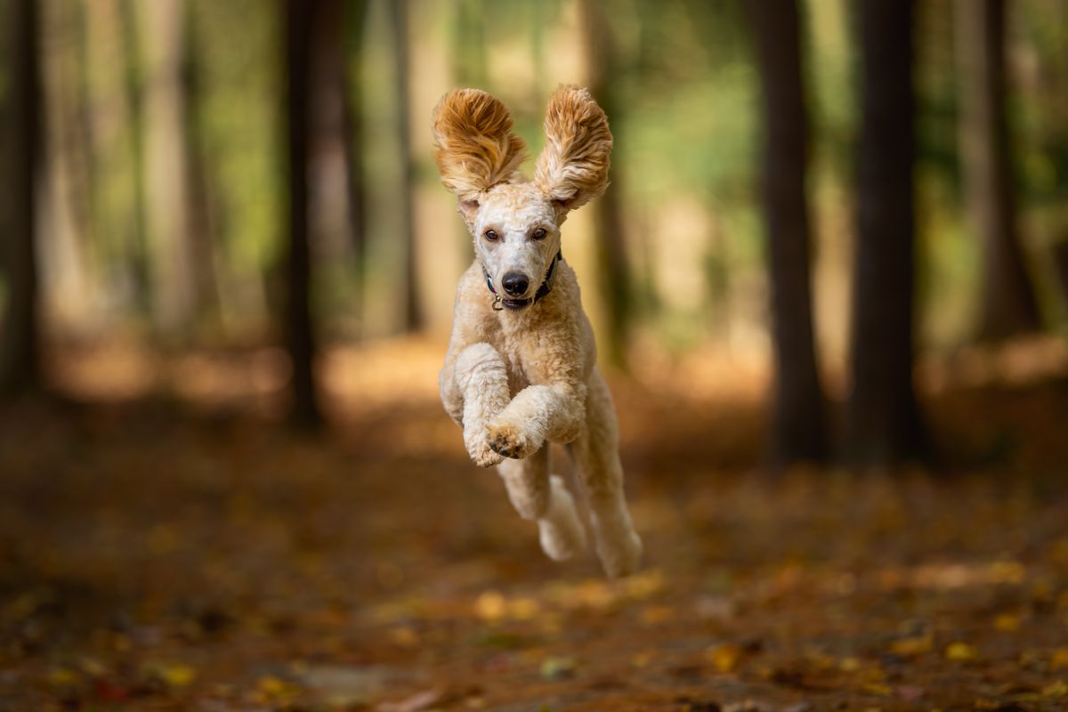 Well-groomed poodle leaping outdoors