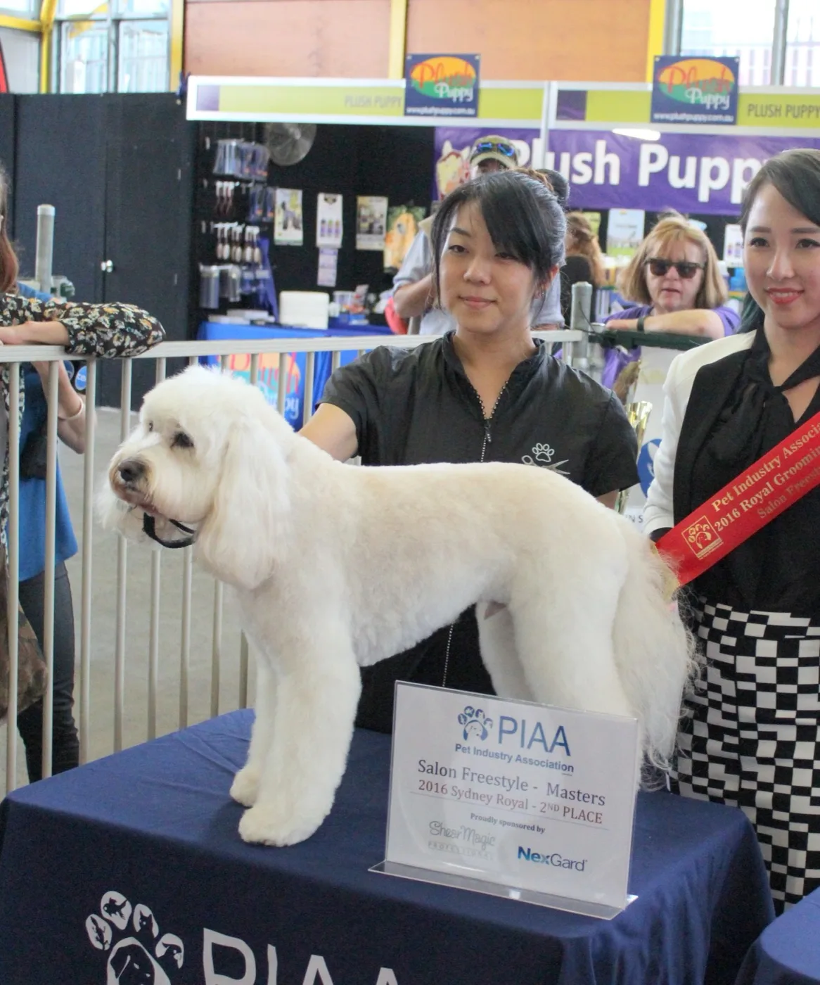 Sayaka with a styled poodle and placing card at the 2016 Sydney Royal grooming competition