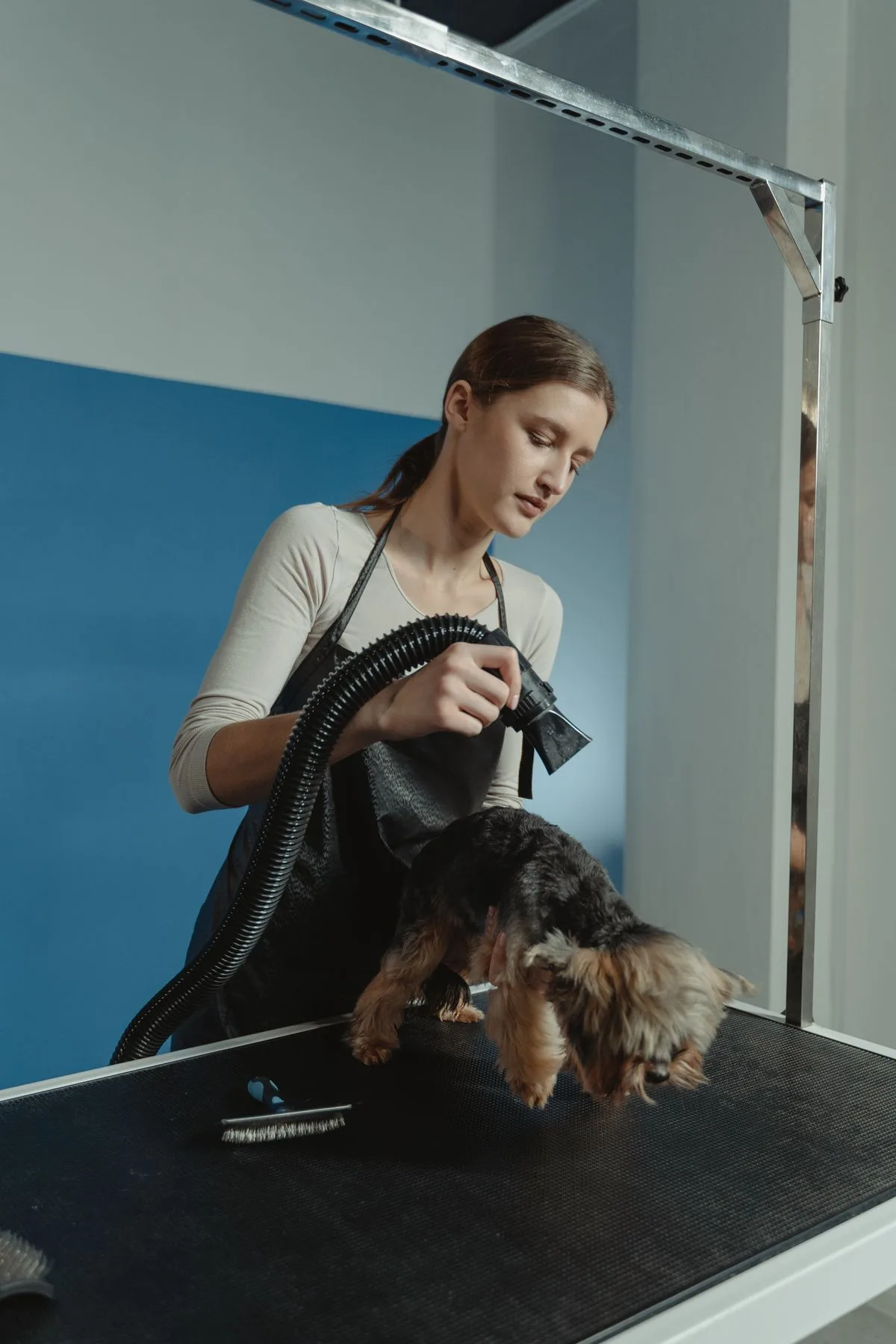 Groomer calmly blow-drying a dog in the salon