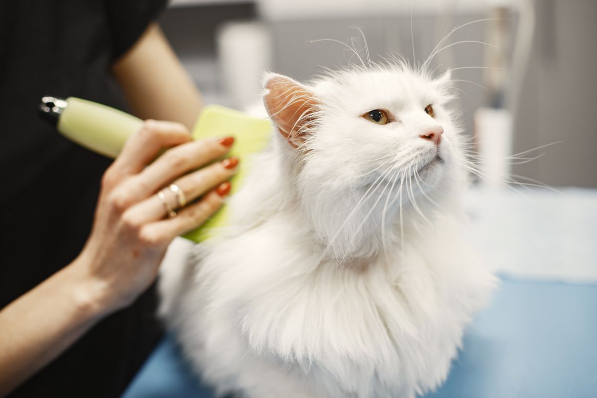 Long-haired white cat being brushed