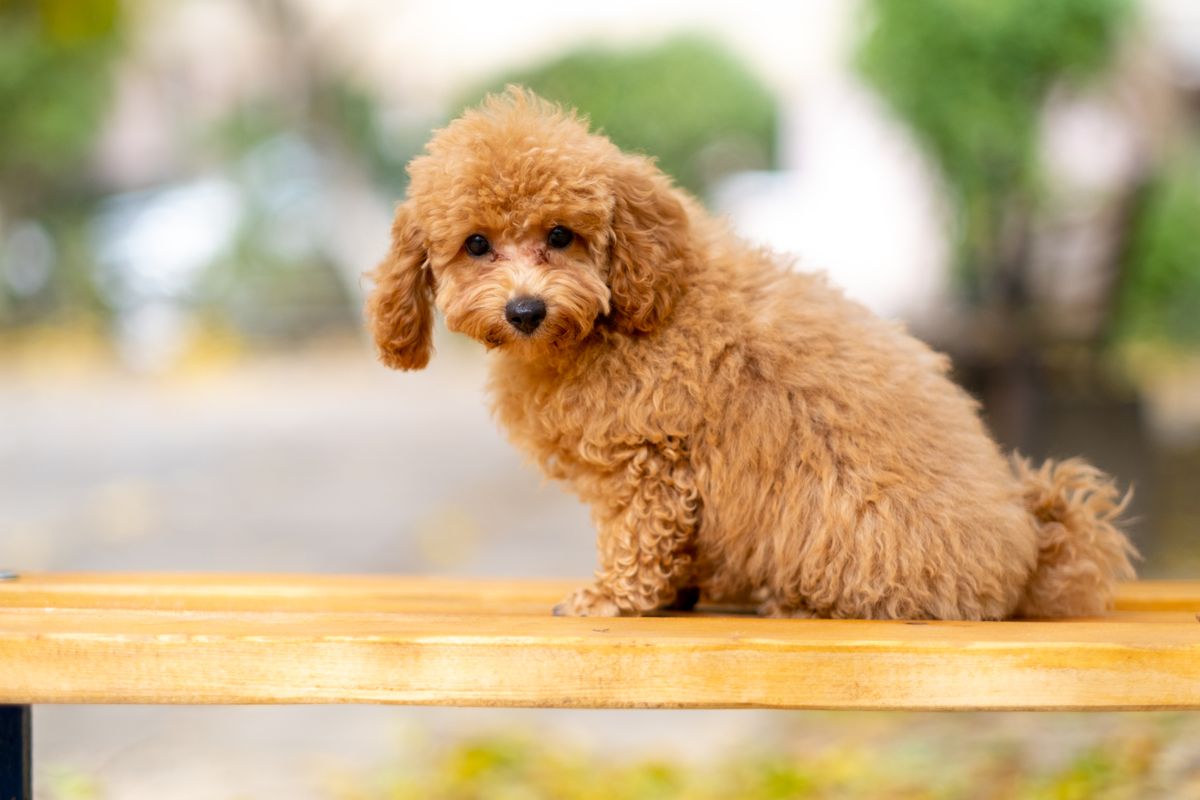 Freshly groomed apricot poodle