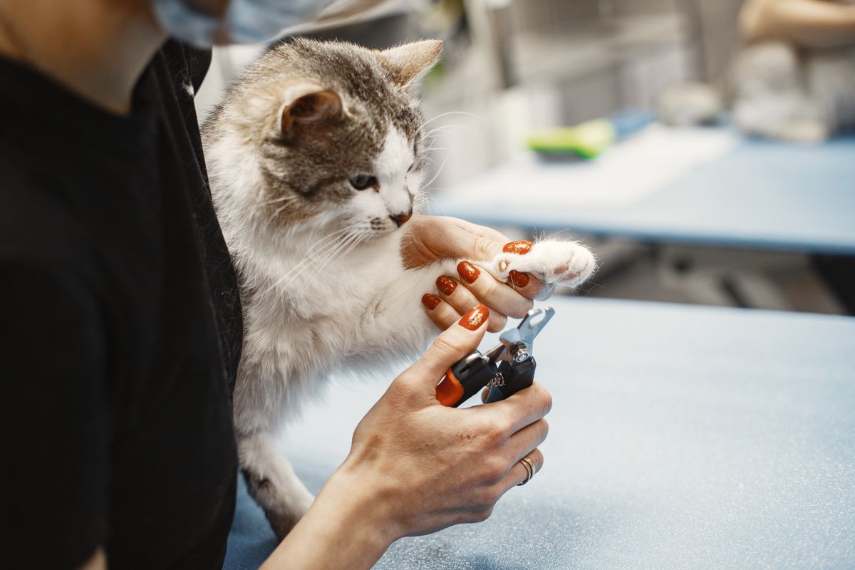 Cat having its nails trimmed