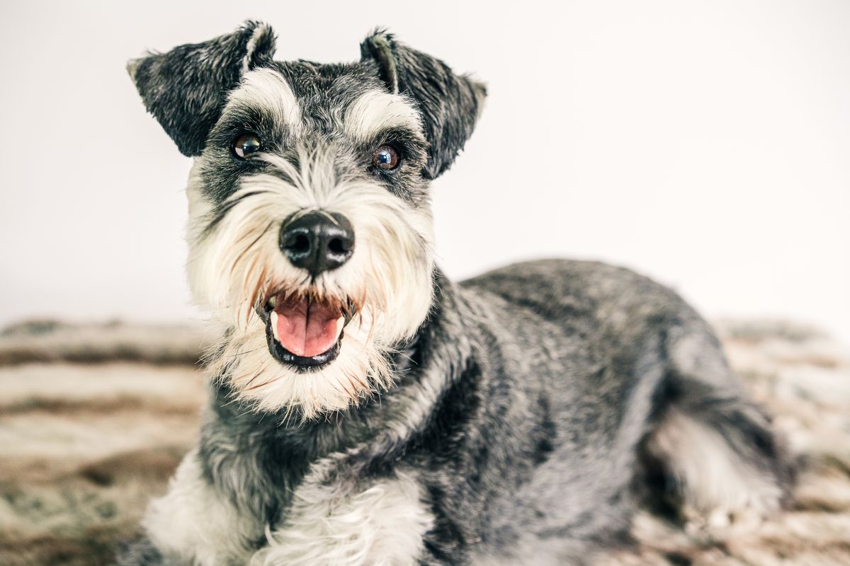 Schnauzer with a neatly clipped beard