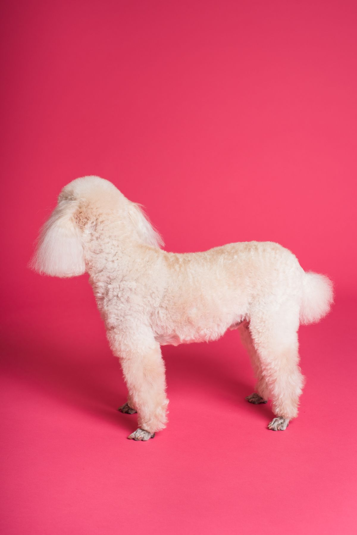 Poodle with a round teddy bear cut