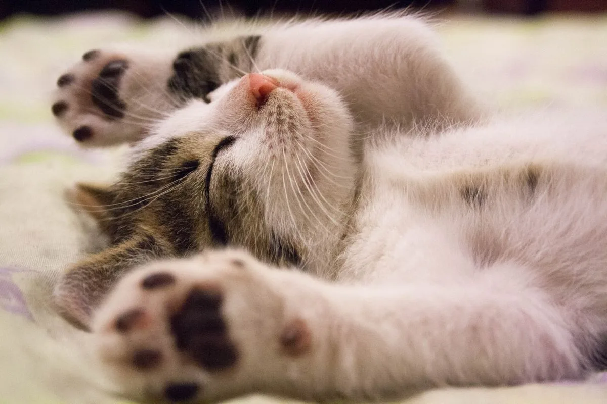 Kitten sleeping with its paws up