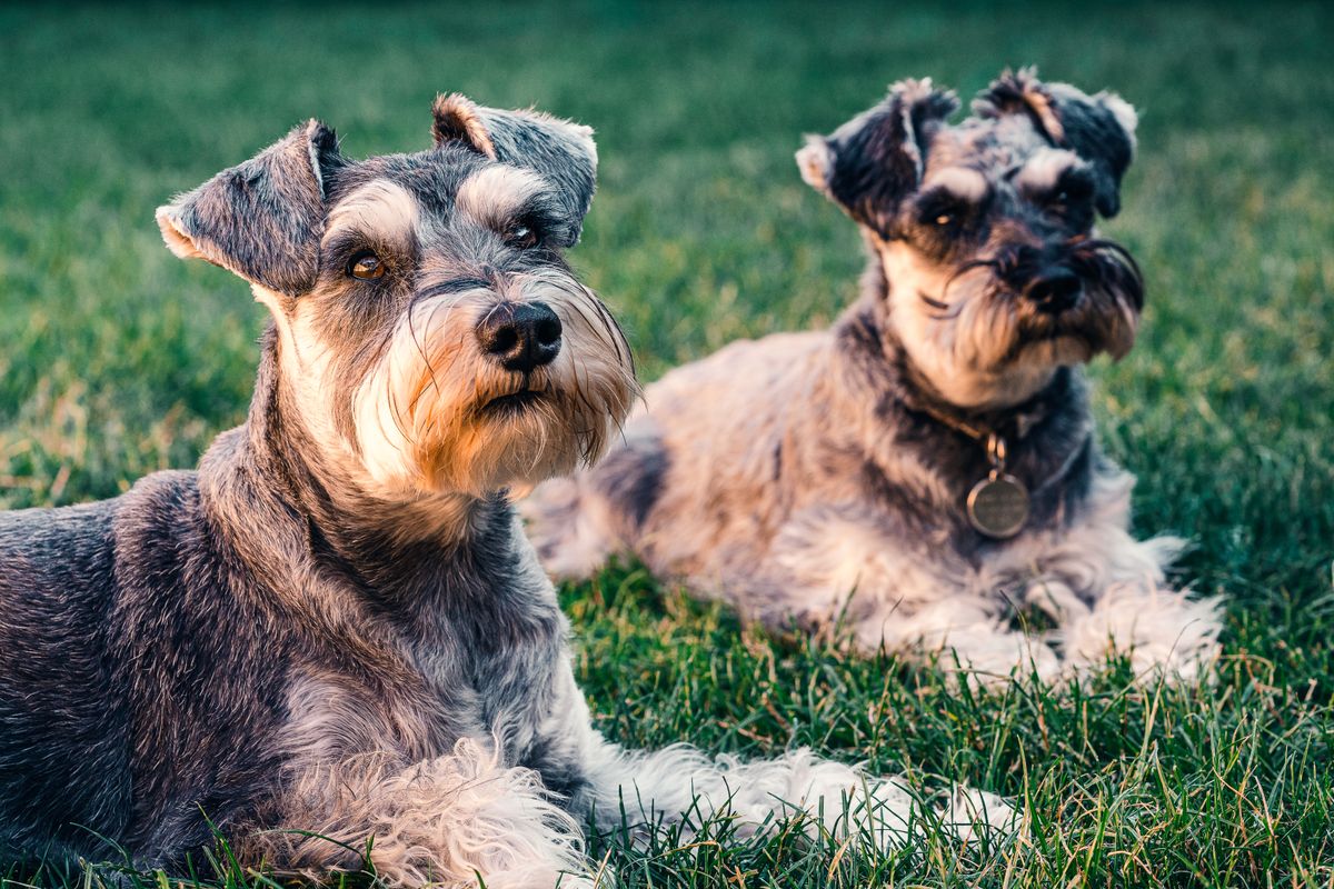 Breed clip photo