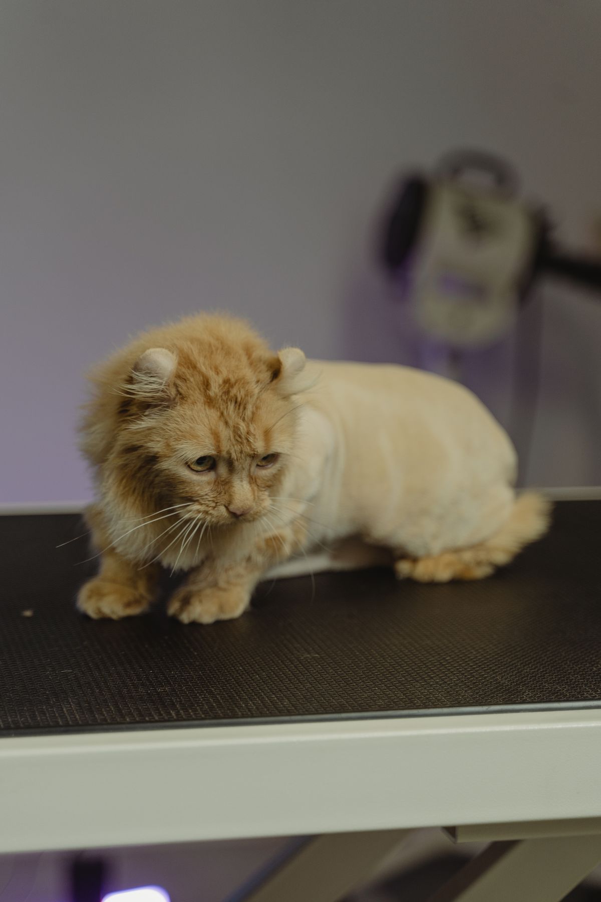 Cat grooming photo