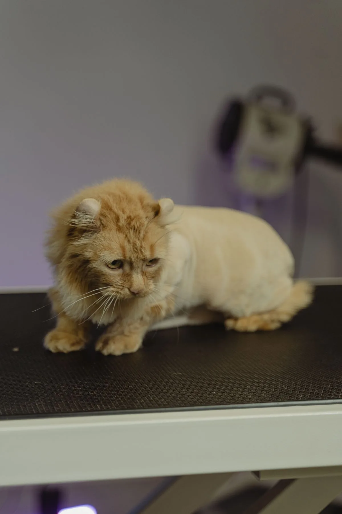 Cat with a lion clip at the grooming salon