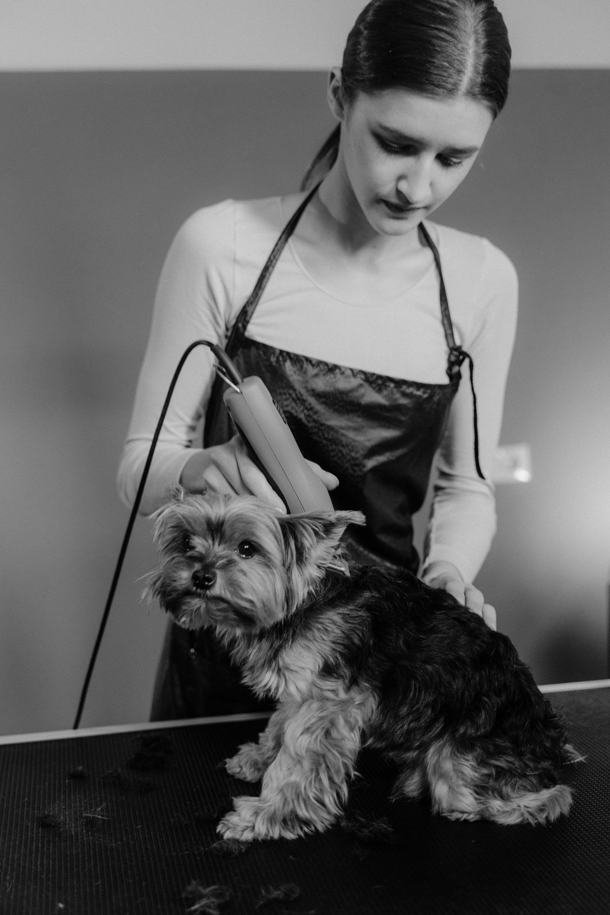 Dog grooming photo