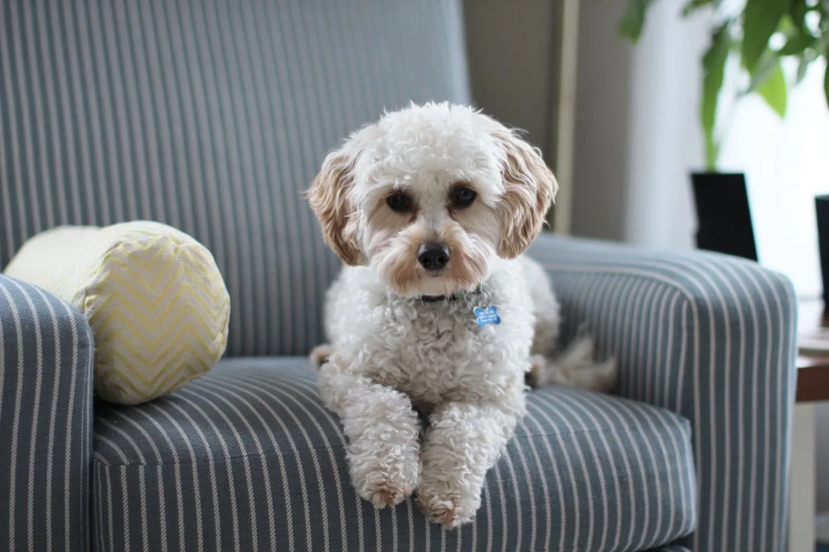 Fluffy white dog with a fresh groom sitting on an armchair