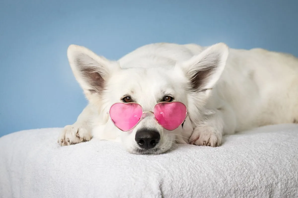 White dog wearing pink heart-shaped sunglasses