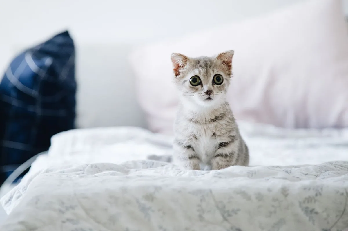 Wide-eyed grey and white kitten sitting on a bed