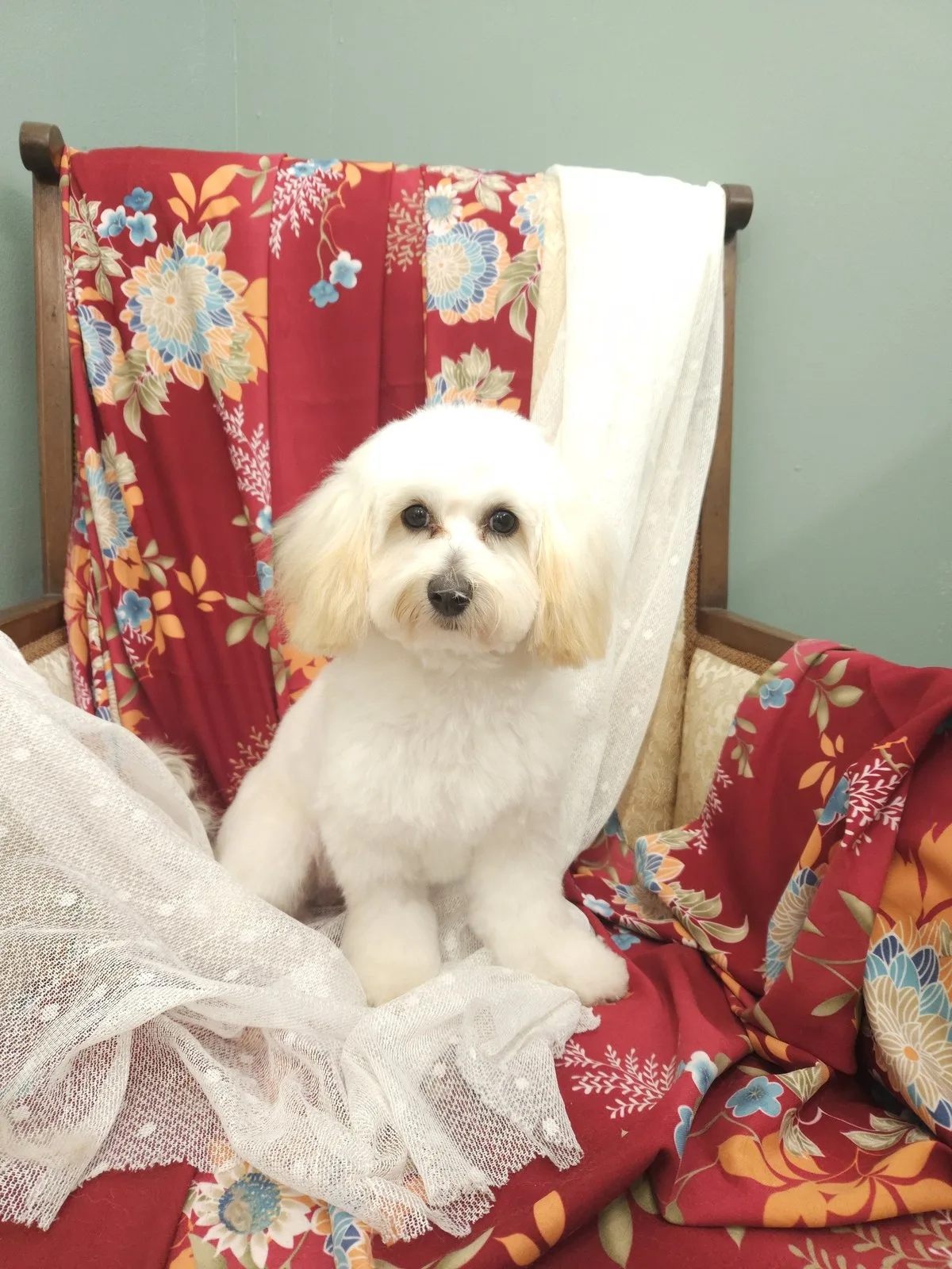 Bichon frise with a round, plush teddy bear face