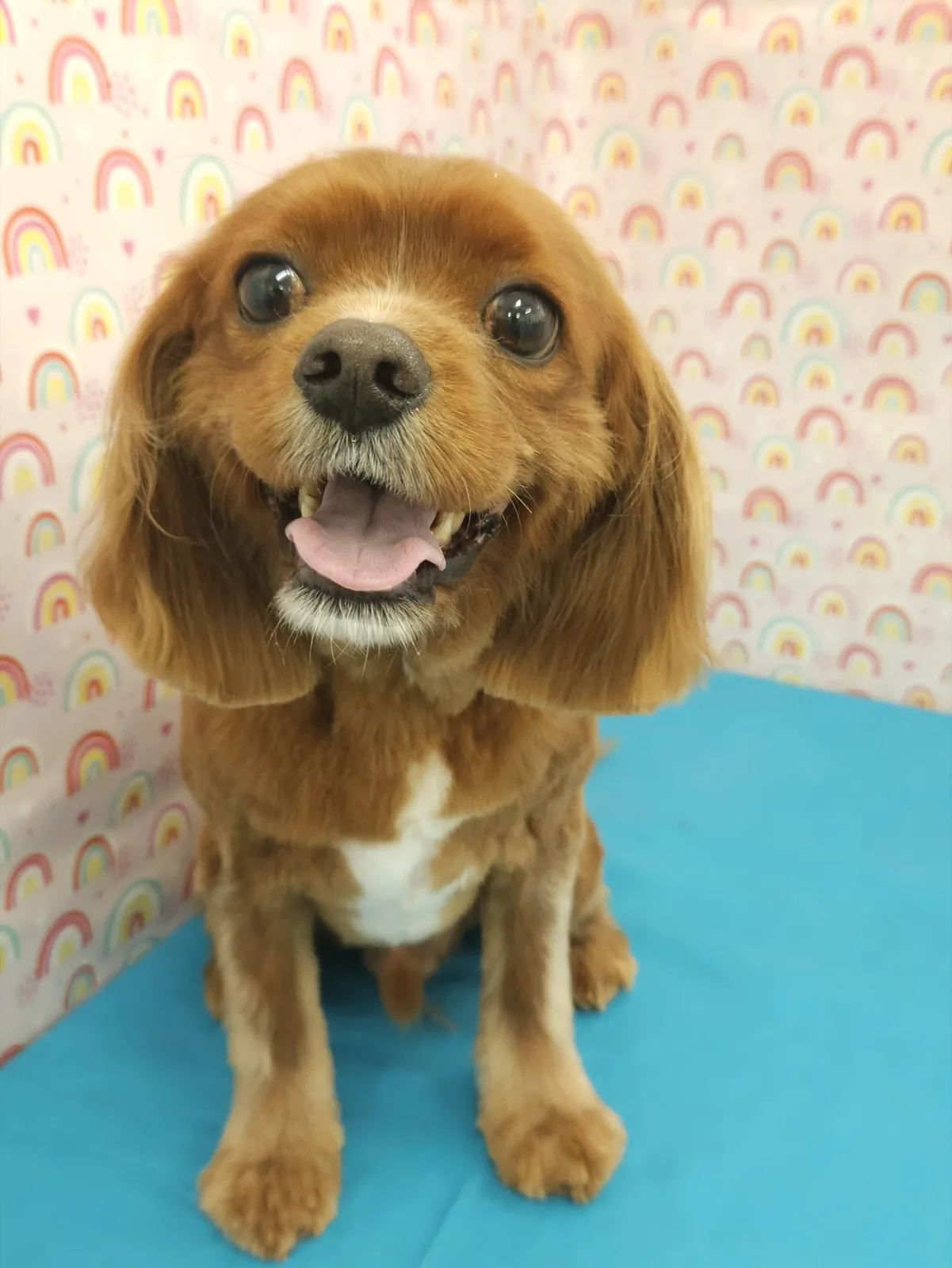 Ruby cavalier King Charles spaniel smiling after its groom
