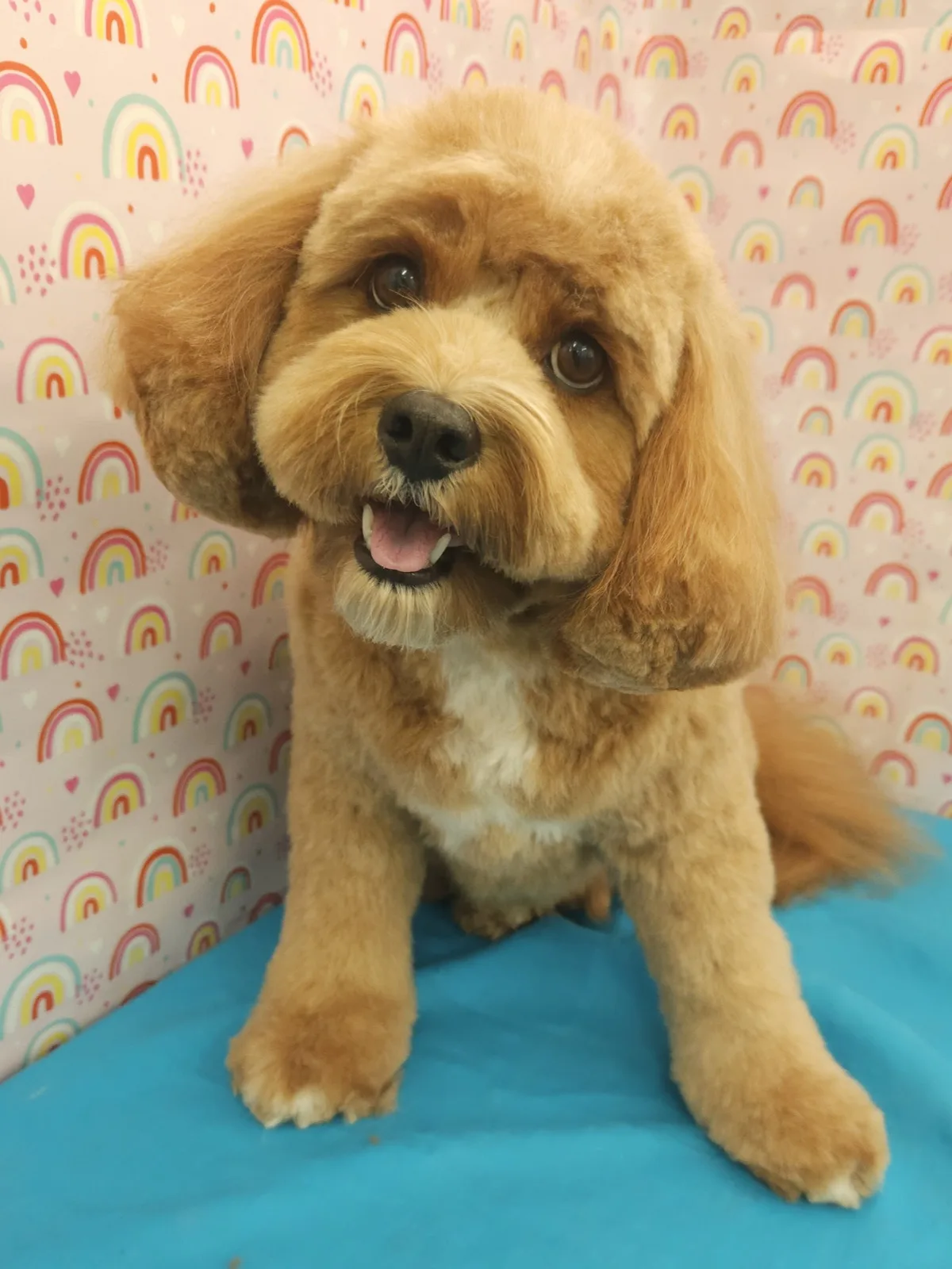 Apricot cavoodle with a round teddy bear cut