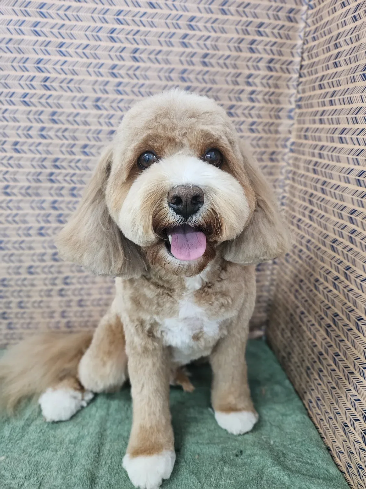 Apricot cavoodle with a finished styled coat