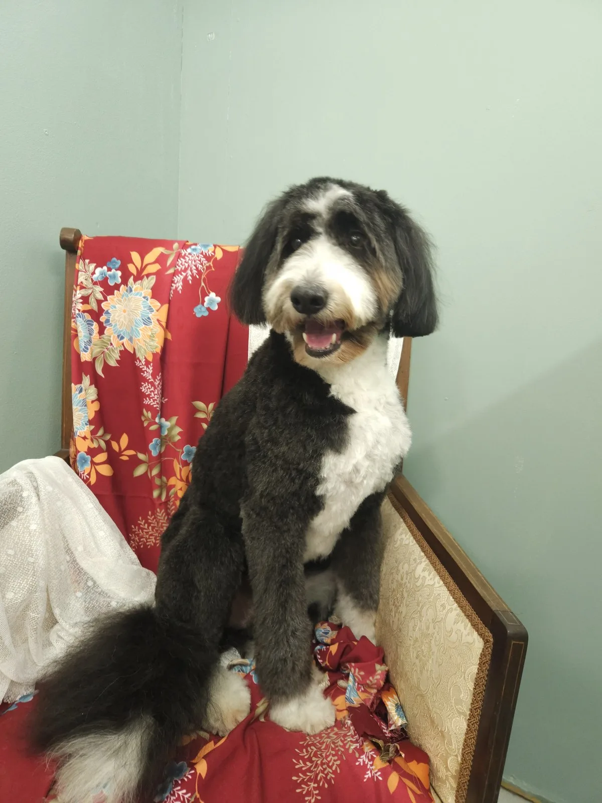 Tricolour doodle with a full teddy bear cut, sitting pretty for the camera