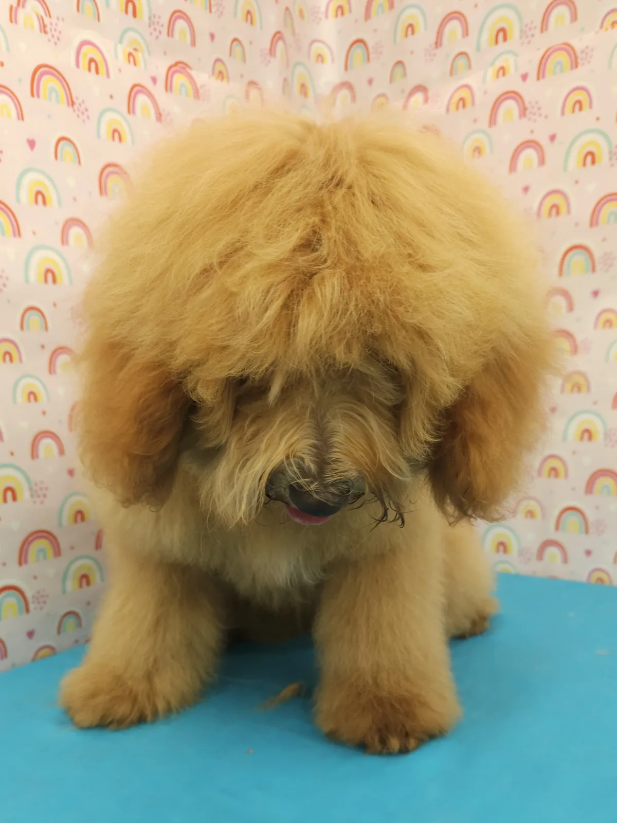 Fluffy apricot puppy fresh from its puppy groom