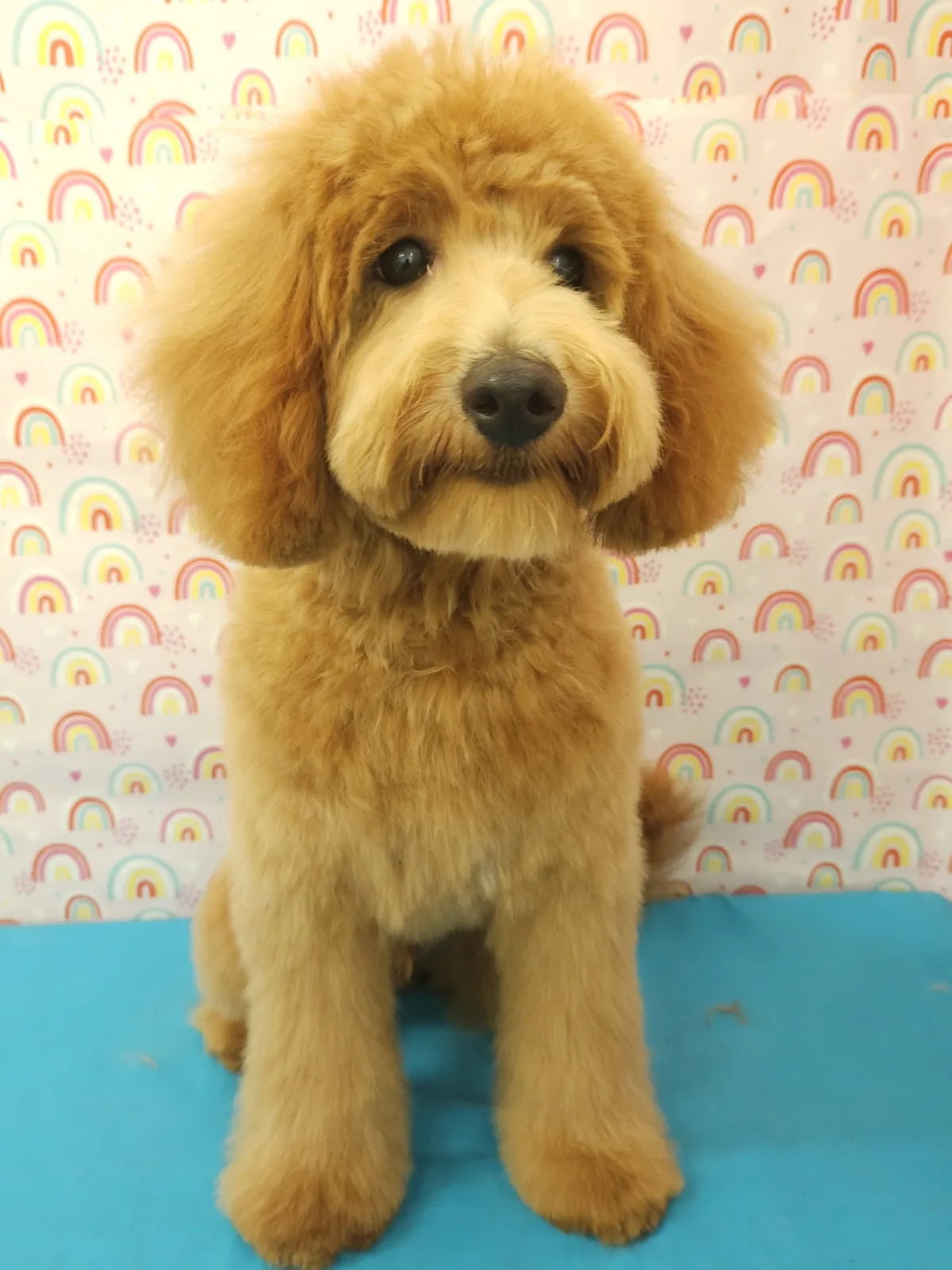 Groodle with a fresh teddy bear cut