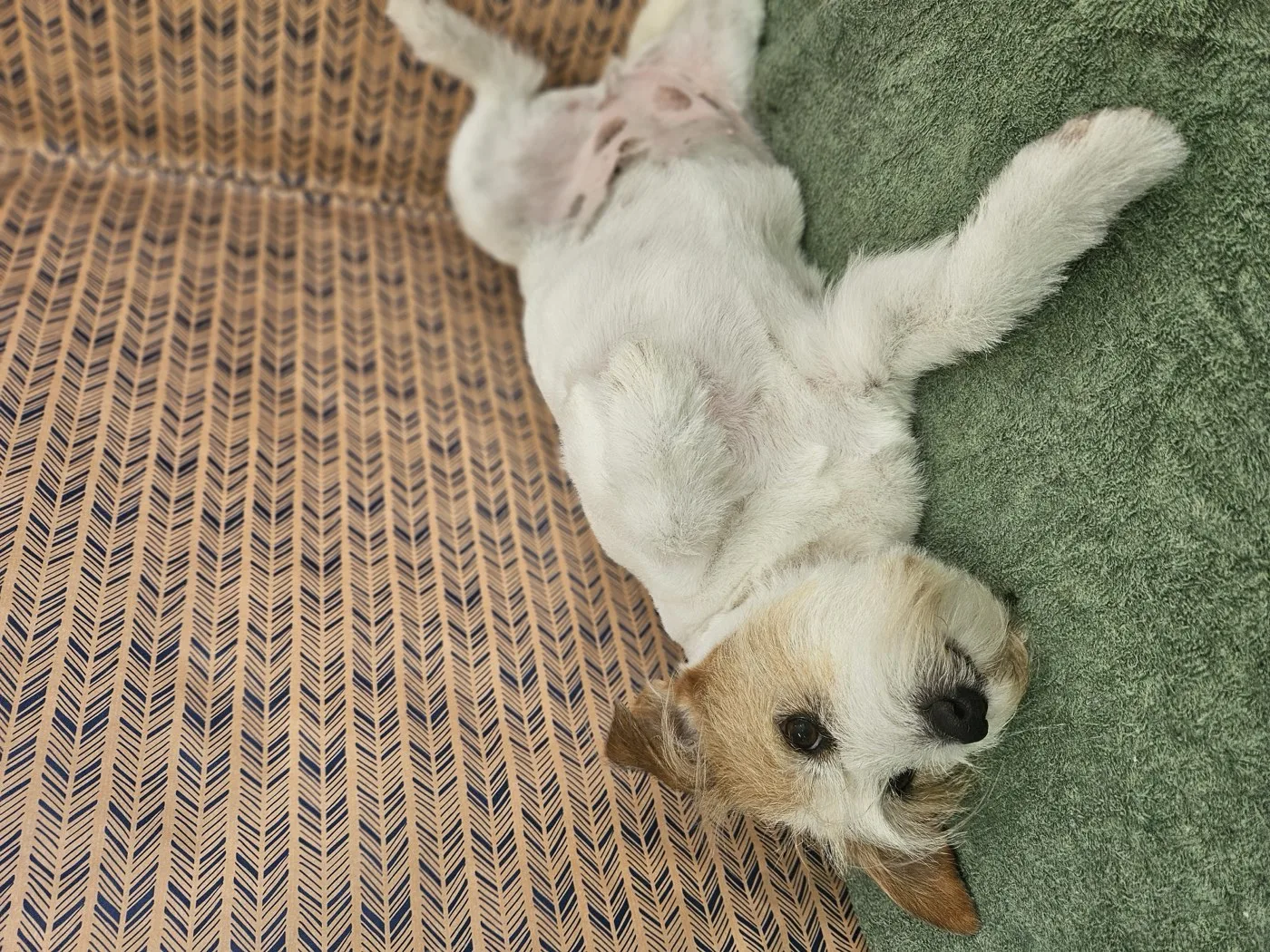 Jack russell flopped on its side, thoroughly relaxed after grooming