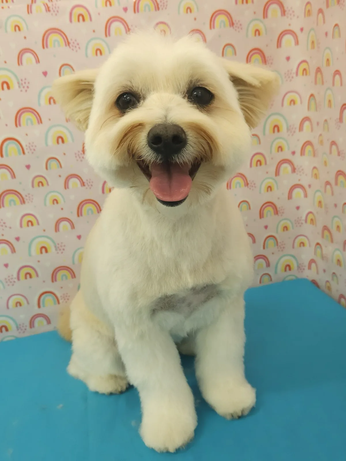 Freshly groomed maltese cross smiling on the grooming table