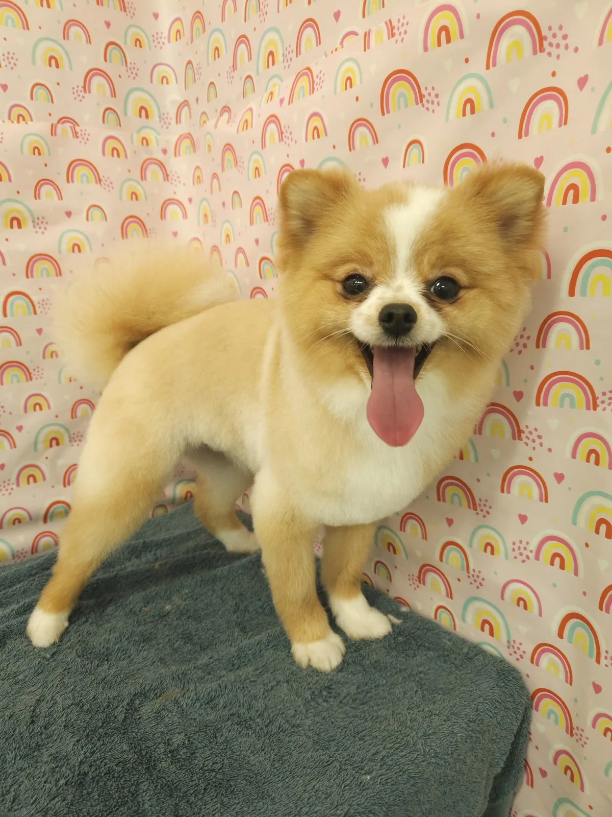 Pomeranian puppy grinning with its tongue out after a fresh trim