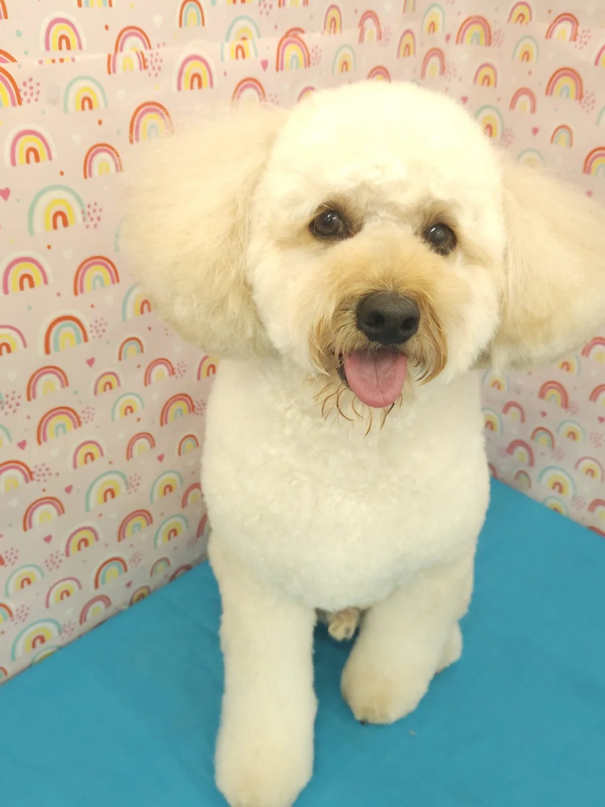 Freshly groomed white poodle smiling with its tongue out at the salon