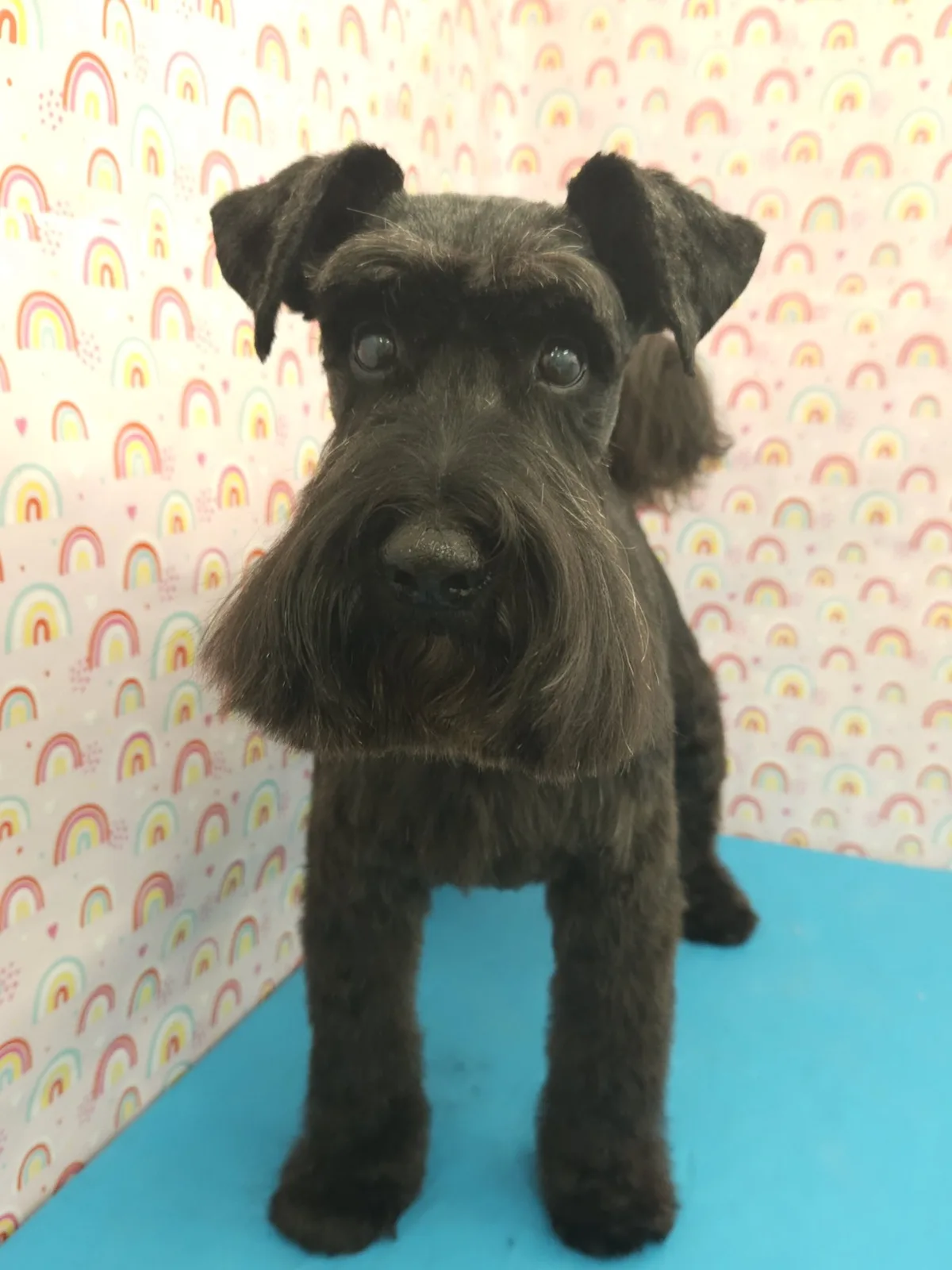 Black mini schnauzer standing in a breed-standard trim