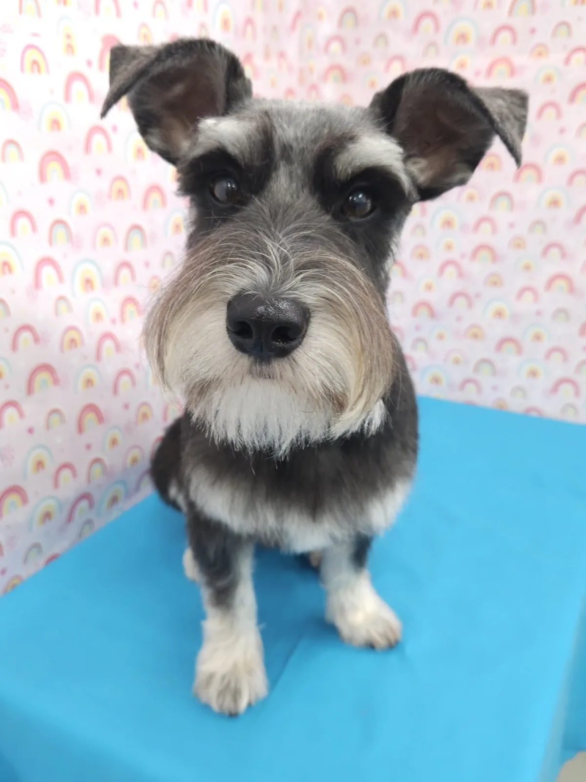 Salt and pepper mini schnauzer in a breed-standard trim