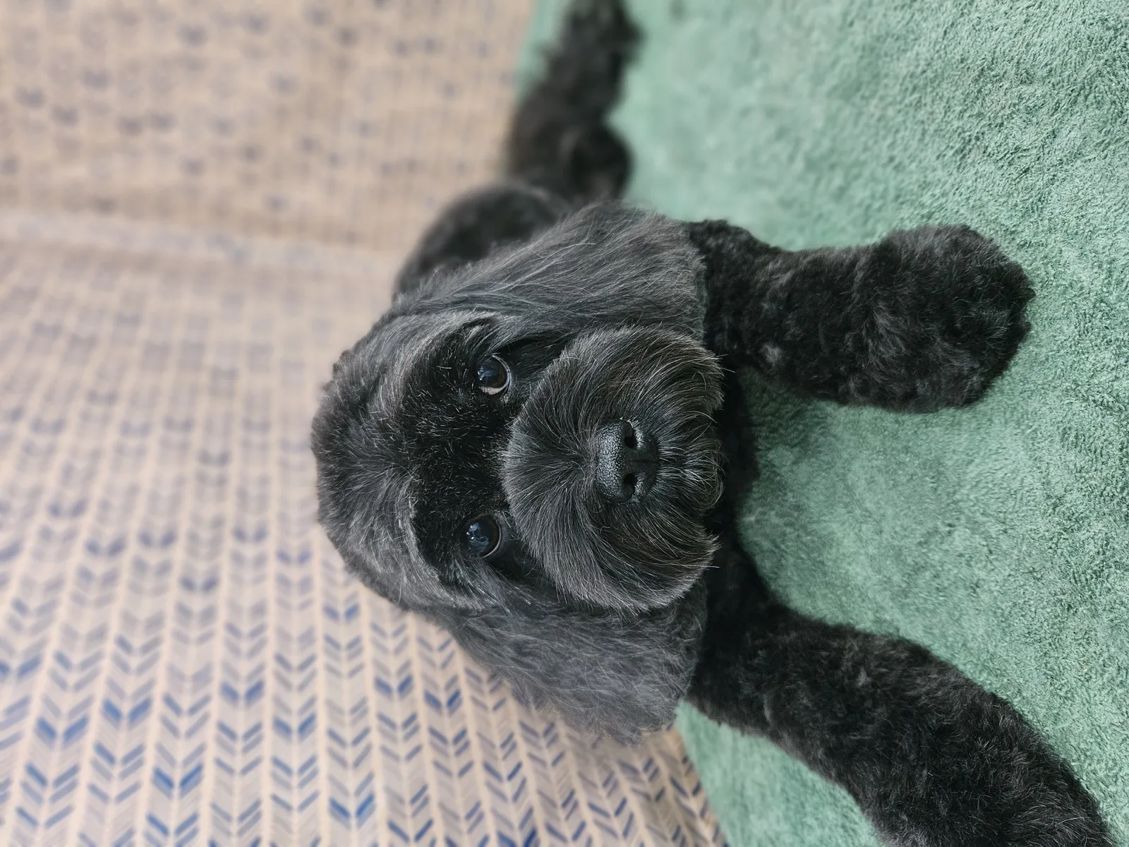 Black schnoodle relaxing after its groom