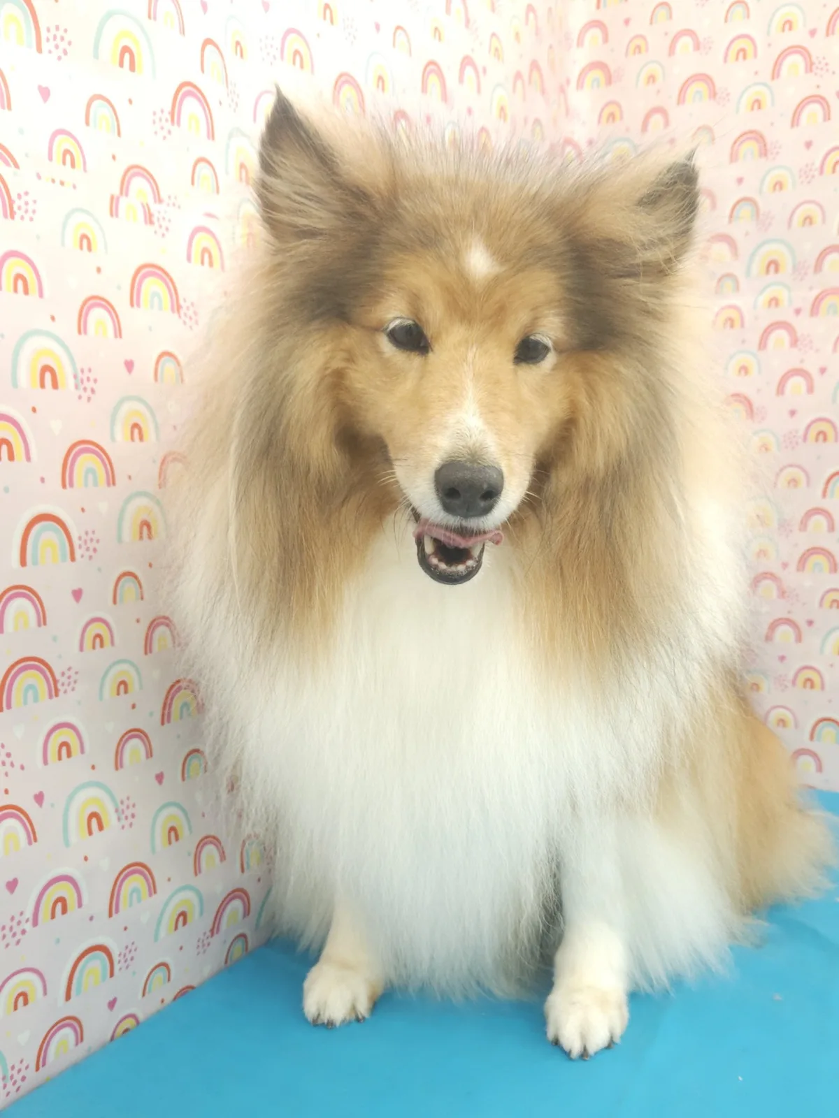 Sheltie with a full, freshly groomed coat