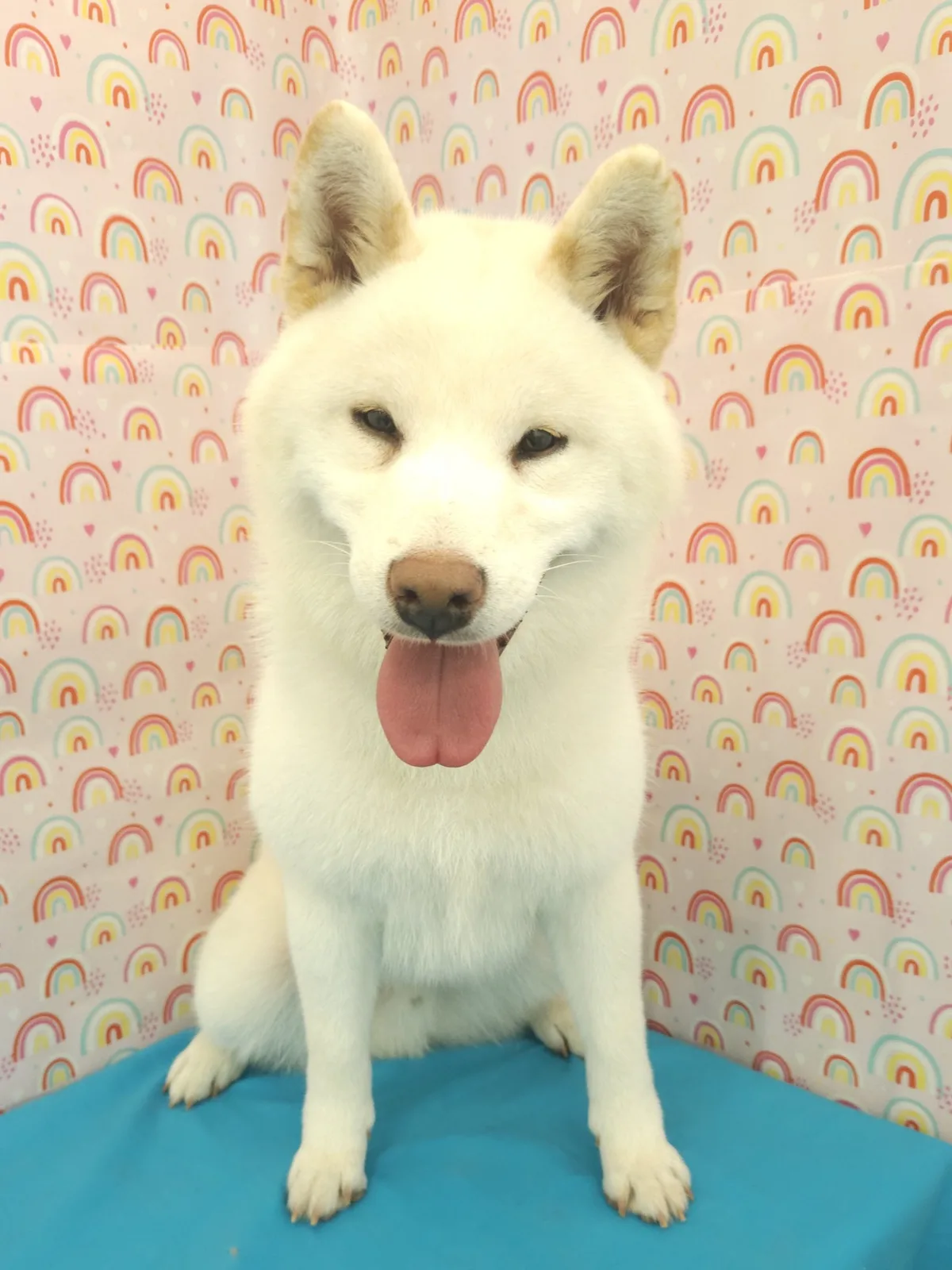 White shiba inu grinning after its groom