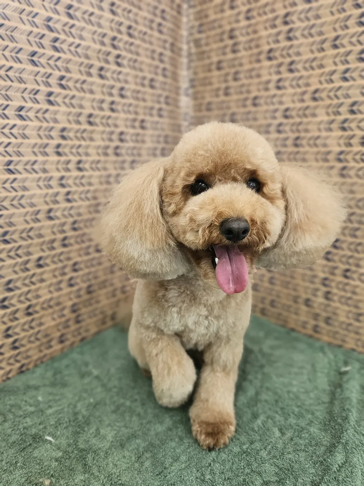Toy poodle with a round Japanese teddy bear cut