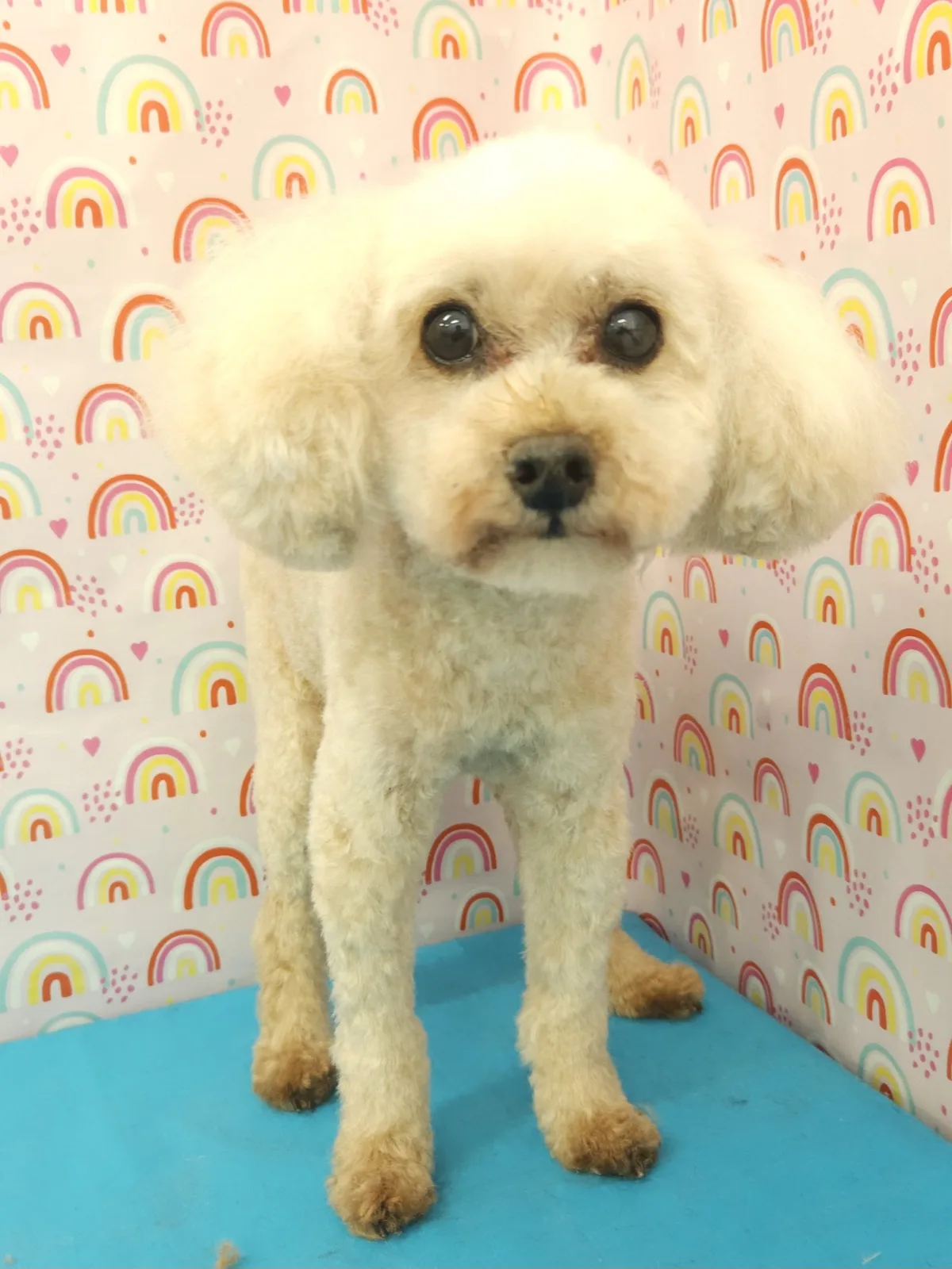 White toy poodle with a hand-scissored finish