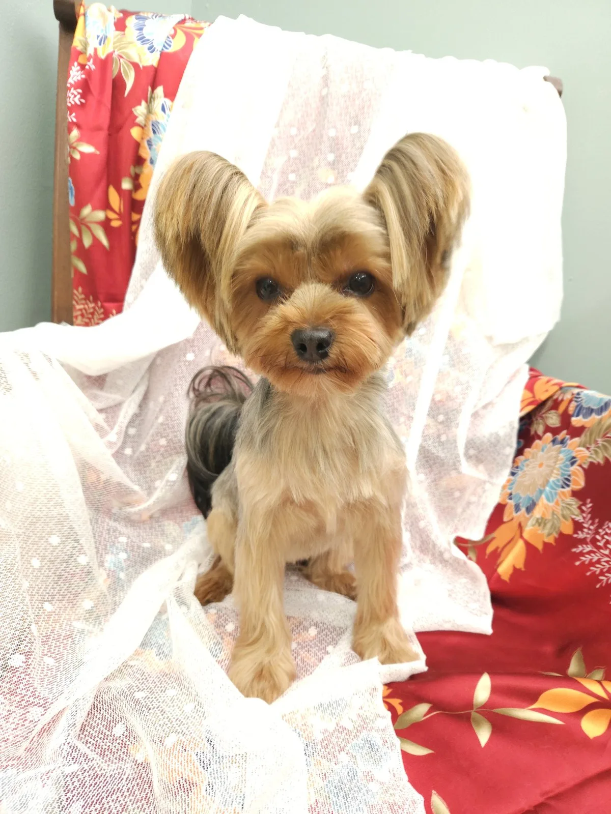 Yorkshire terrier with neatly rounded, sculpted ear trims