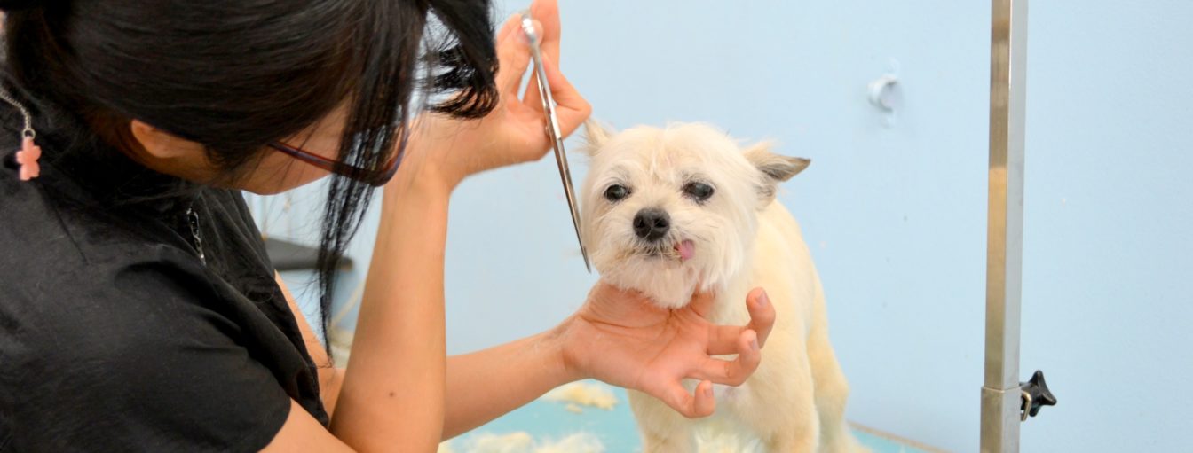 Sayaka scissor-finishing a dog's coat