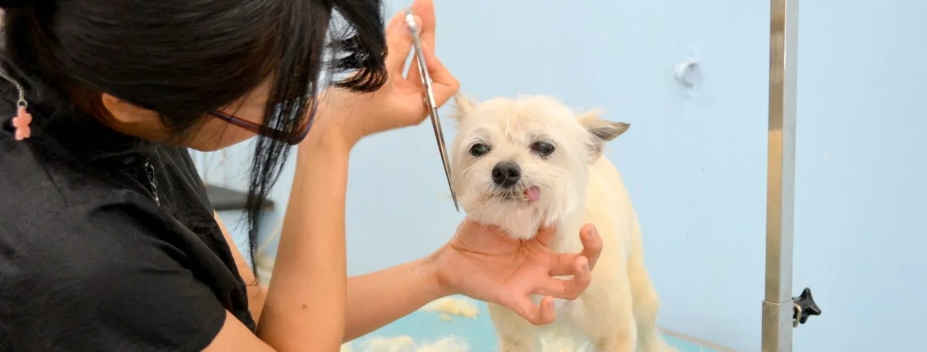 Sayaka scissor-finishing a dog's coat